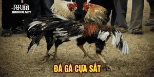 Đá Gà Cựa Sắt - Hình Thức Giải Trí Hấp Dẫn Tại RR88 2025 Đá Gà Cựa Sắt - Hình Thức Giải Trí Hấp Dẫn Tại RR88 2025