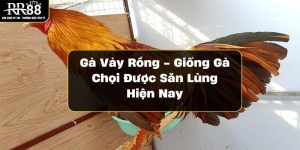 Gà Vảy Rồng - Giống Gà Chọi Được Săn Lùng Hiện Nay ga-vay-rong-giong-ga-choi-duoc-san-lung-hien-nay