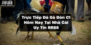 Trực Tiếp Đá Gà Đòn C1 Hôm Nay Tại Nhà Cái Uy Tín RR88 truc-tiep-da-ga-don-c1-hom-nay-